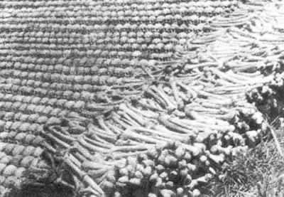 日军攻陷衡阳，在衡阳烧杀淫掠