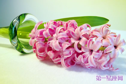 11月12日花语:风信子,生日花语道德