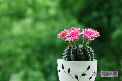 花语大全：仙人球花语你知多少