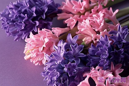 花语大全：春天花的花语